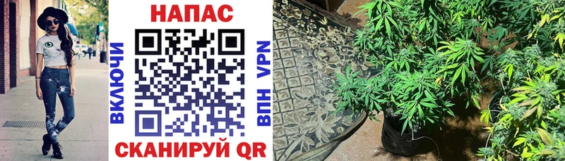 Бошки марихуана SATIVA & INDICA Суровикино